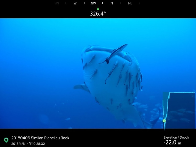 whale shark 2